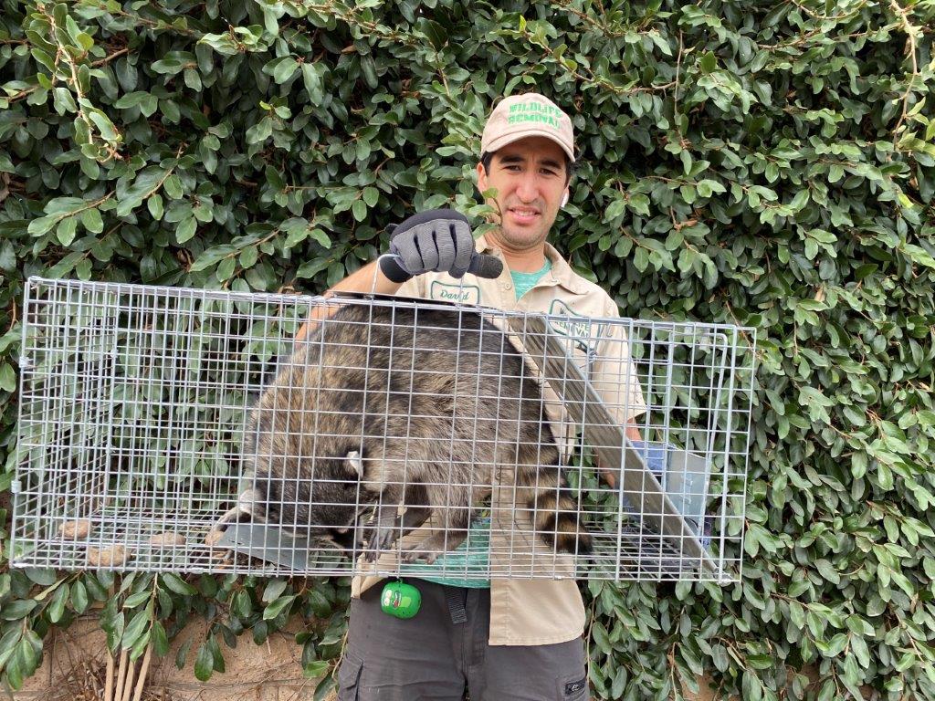 Canton raccoon trapping